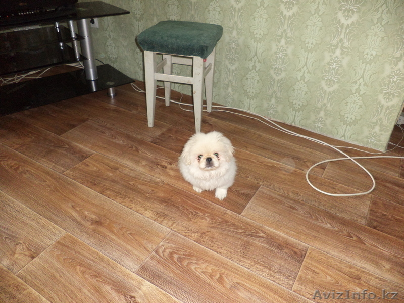 Продам красивого пекинеса,!!! - Изображение #2, Объявление #761164