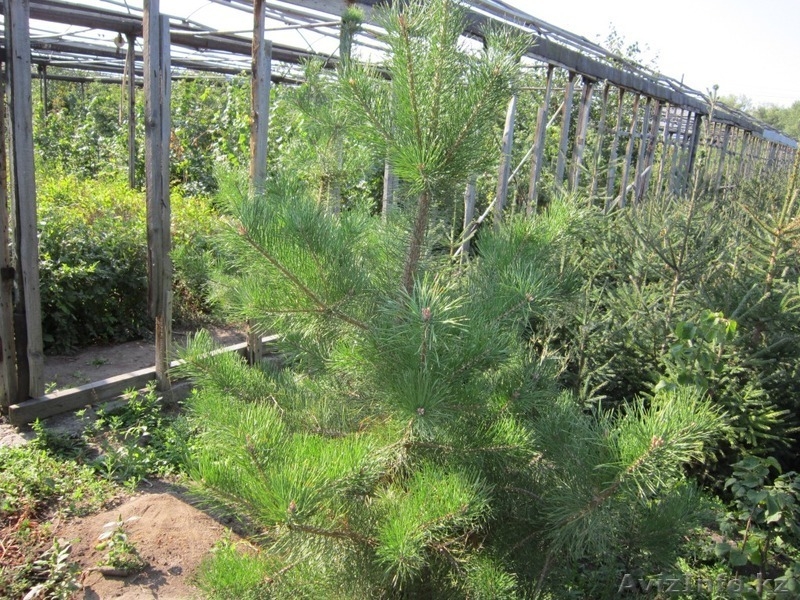 Продам саженцы деревьев и кустарников. - Изображение #2, Объявление #835952