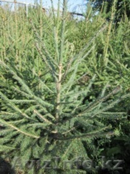 Продам саженцы деревьев и кустарников. - Изображение #3, Объявление #835952