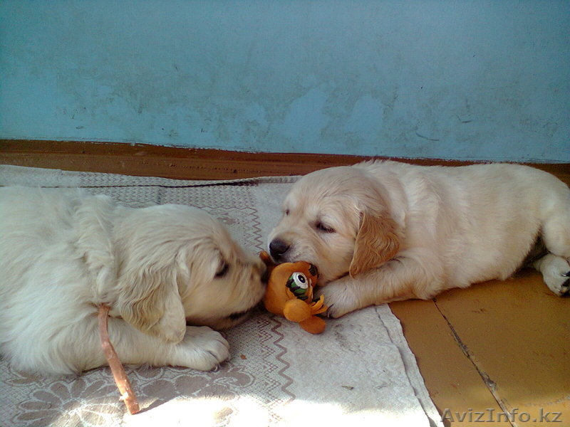 Продам прекрасных щенков голден ретривера - Изображение #3, Объявление #962134