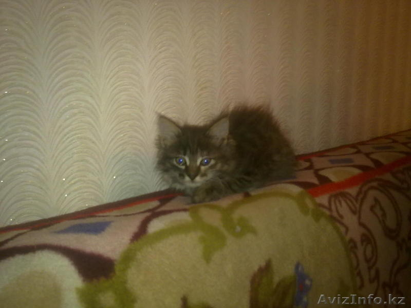 отдам котят БЕСПЛАТНО - Изображение #2, Объявление #988226
