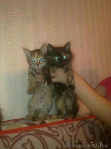 отдам котят БЕСПЛАТНО - Изображение #1, Объявление #988226