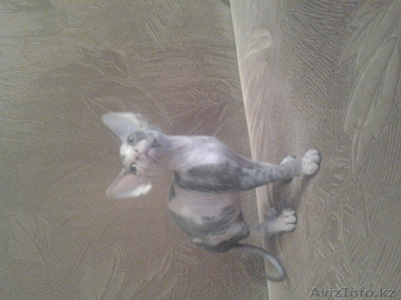 Лапушки котятушки Канадского сфинкса - Изображение #1, Объявление #1006392