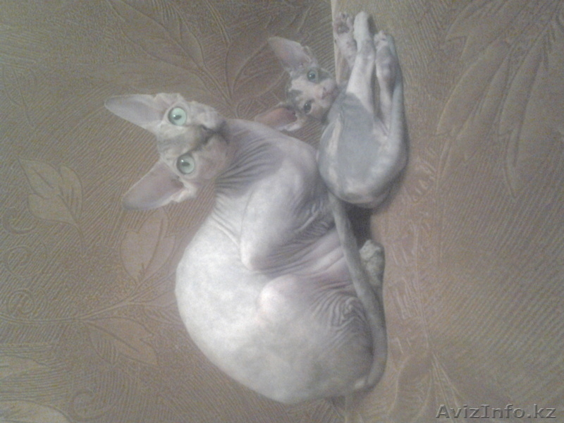 Лапушки котятушки Канадского сфинкса - Изображение #2, Объявление #1006392