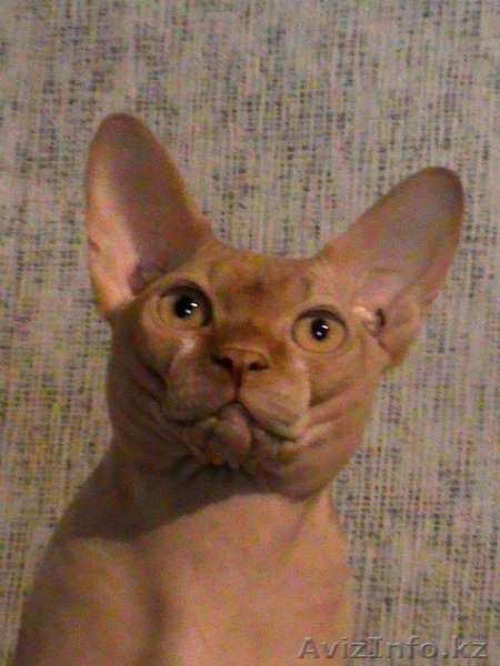 Лапушки котятушки Канадского сфинкса - Изображение #3, Объявление #1006392