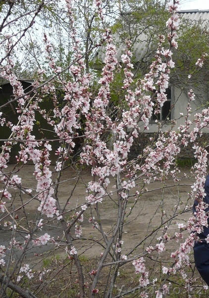 Дача с гаражом Восточный - Изображение #1, Объявление #1062441