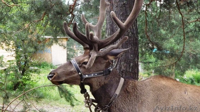 Отдых в Горном Алтае - Изображение #7, Объявление #1108661