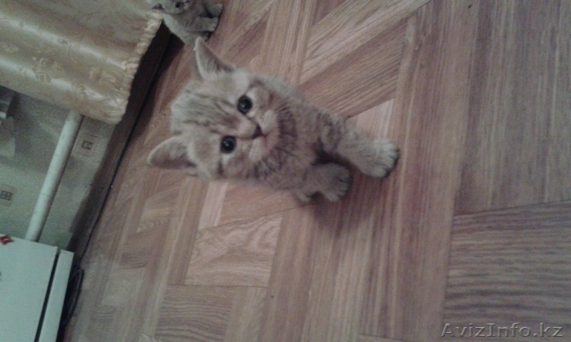 Продам красивых британских котят  - Изображение #2, Объявление #1199465