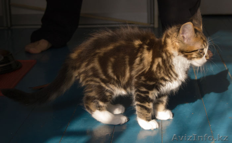 Котята мейн кун из профессионального питомника Mainemarie - Изображение #2, Объявление #1280457