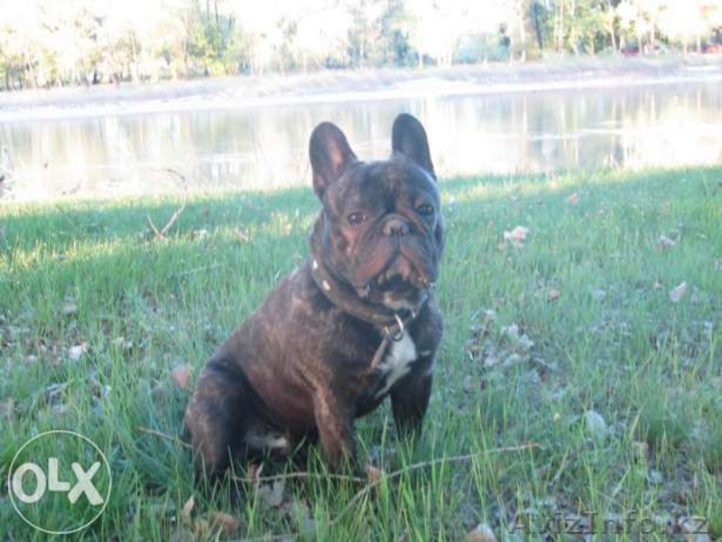 Кобель французского бульдога для вязки - Изображение #2, Объявление #1320769