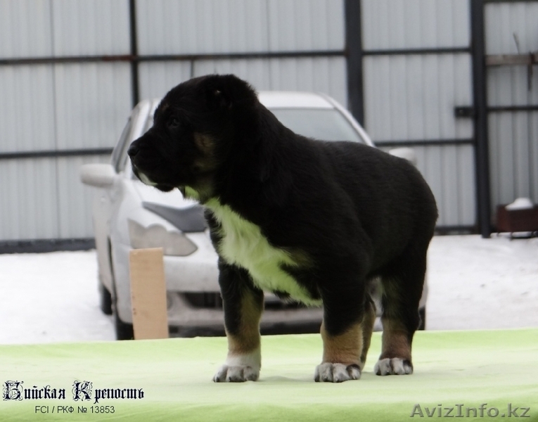 Щенки среднеазиатской овчарки. - Изображение #1, Объявление #1378907