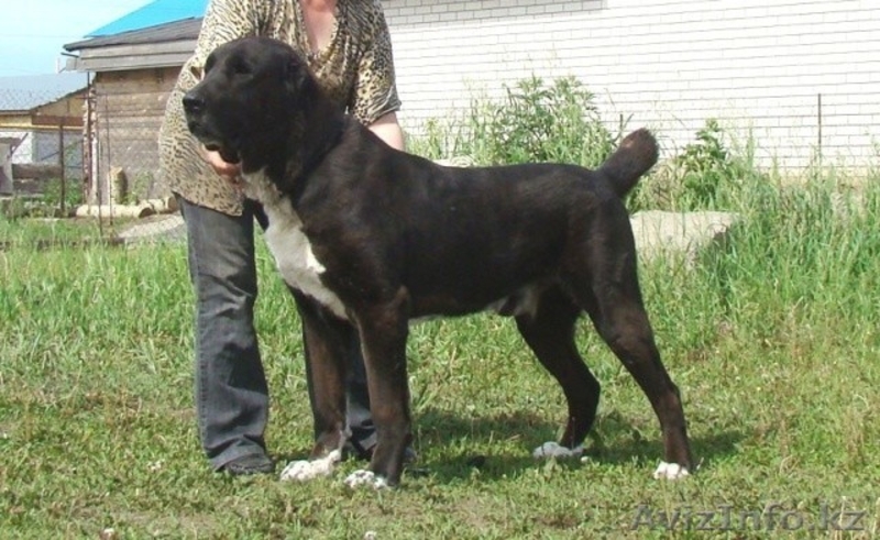 Щенки среднеазиатской овчарки. - Изображение #6, Объявление #1378907