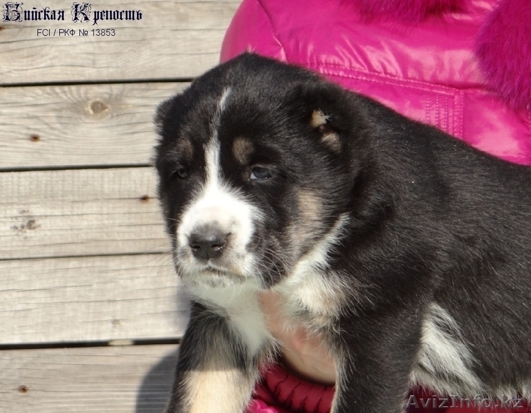 Щенки среднеазиатской овчарки. - Изображение #4, Объявление #1378907