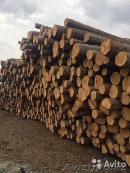 Кедр, Ель, Пихта, Сосна - Изображение #1, Объявление #1610802